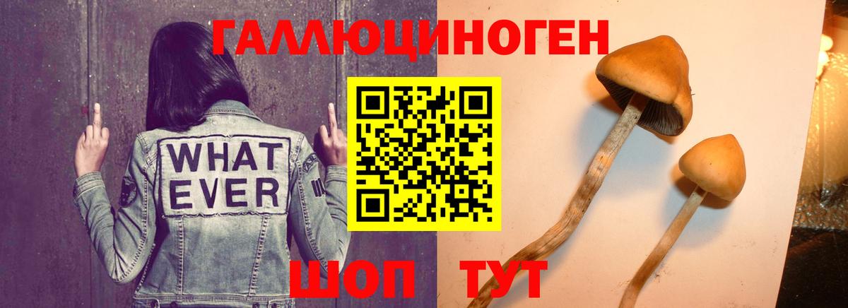 Ахтубинск  Псилоцибиновые грибы MAGIC MUSHROOMS  Вход с VPN 